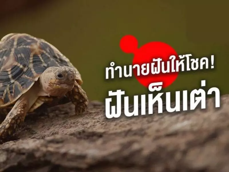 ฝันเห็นเต่า ถูกรางวัลที่ 1 ฝันเห็นเต่าตัวใหญ่